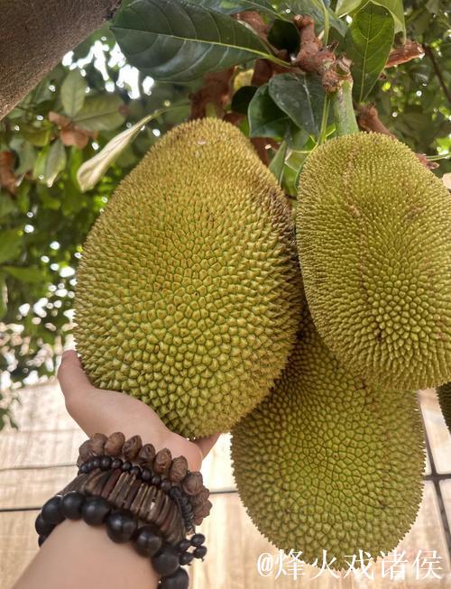 菠萝蜜视频免费：探索无限精彩内容