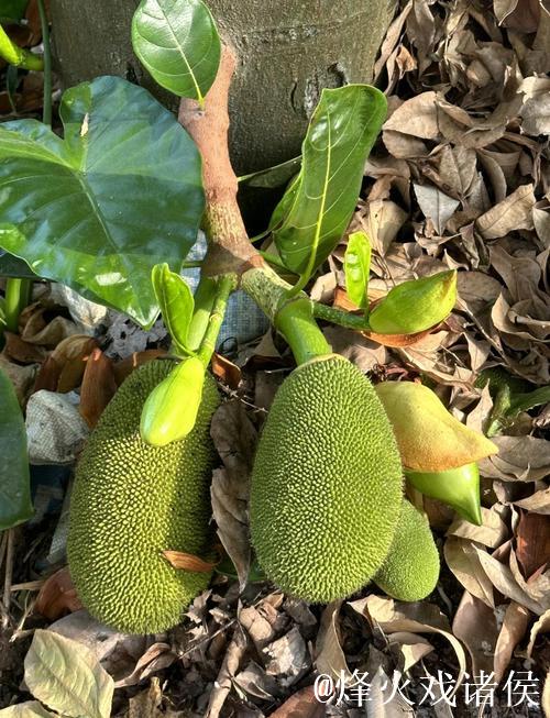 菠萝蜜视频免费：探索无限精彩内容