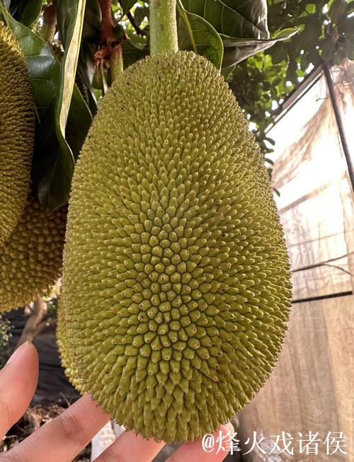 菠萝蜜视频免费：探索无限精彩内容